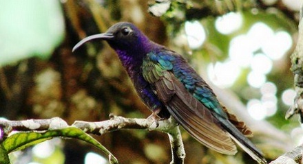 A beautiful and colorful bird