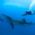 Cocos-Island-Whale-Shark