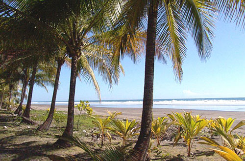 beautiful tropical sea beach with coconut trees